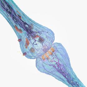3D model Synapse